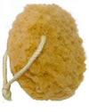 Sea Sponge